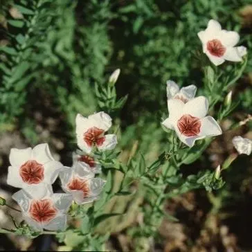 thumbnail for publication: Linum perenne 'Bright Eyes' Bright Eyes Perennial Flax